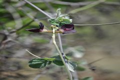 Macroptilium atropurpureum